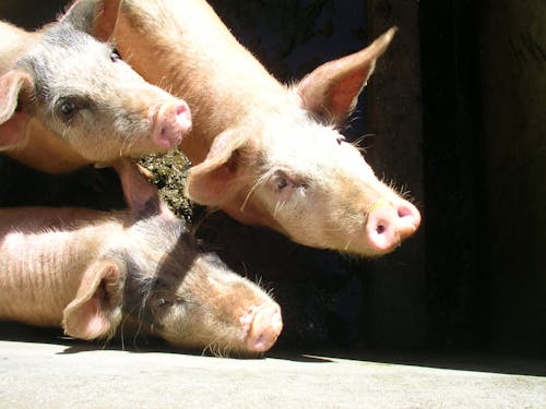 Free stock photo of pigs, pigstye