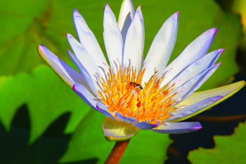 Free stock photo of bee, flower, waterlily