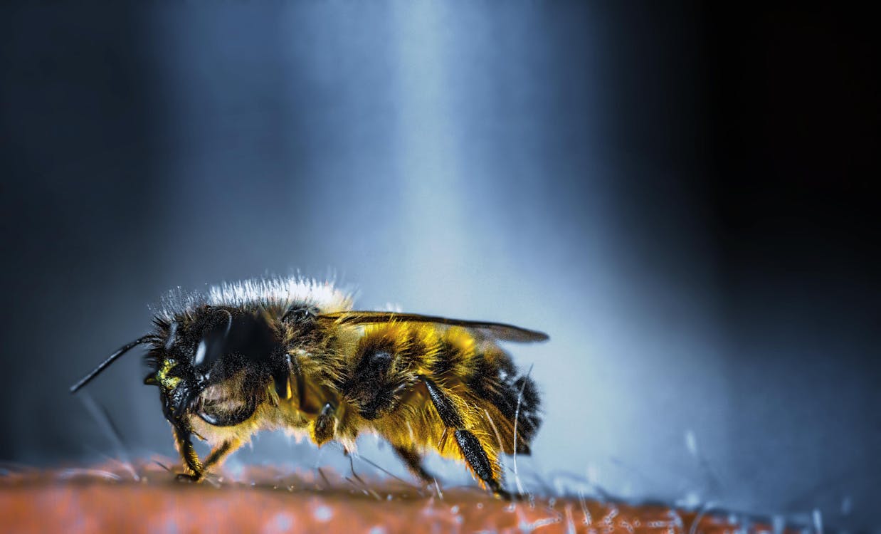 Free Yellow and Black Bee in Macro Photography Stock Photo