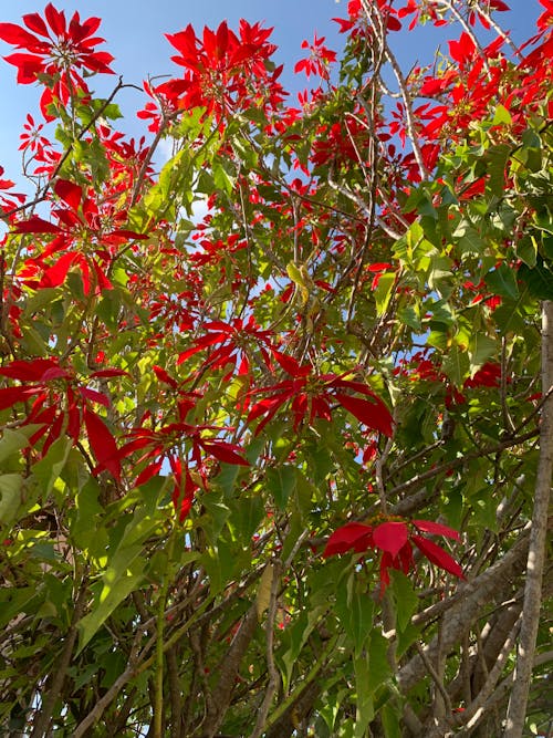 Free stock photo of autumn, beautiful flowers, branches