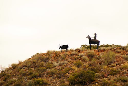 Free stock photo of cowboy, rancher, zinc statue