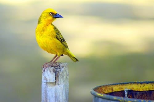 앉은 노란색과 파란색 짧은 부리 새의 초점 초점 사진