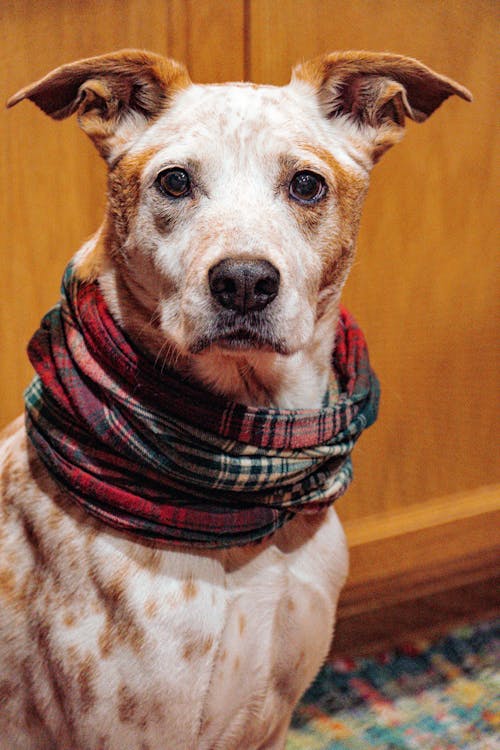 бесплатная Бесплатное стоковое фото с австралийская пастушья собака, вертикальный выстрел, животное Стоковое фото