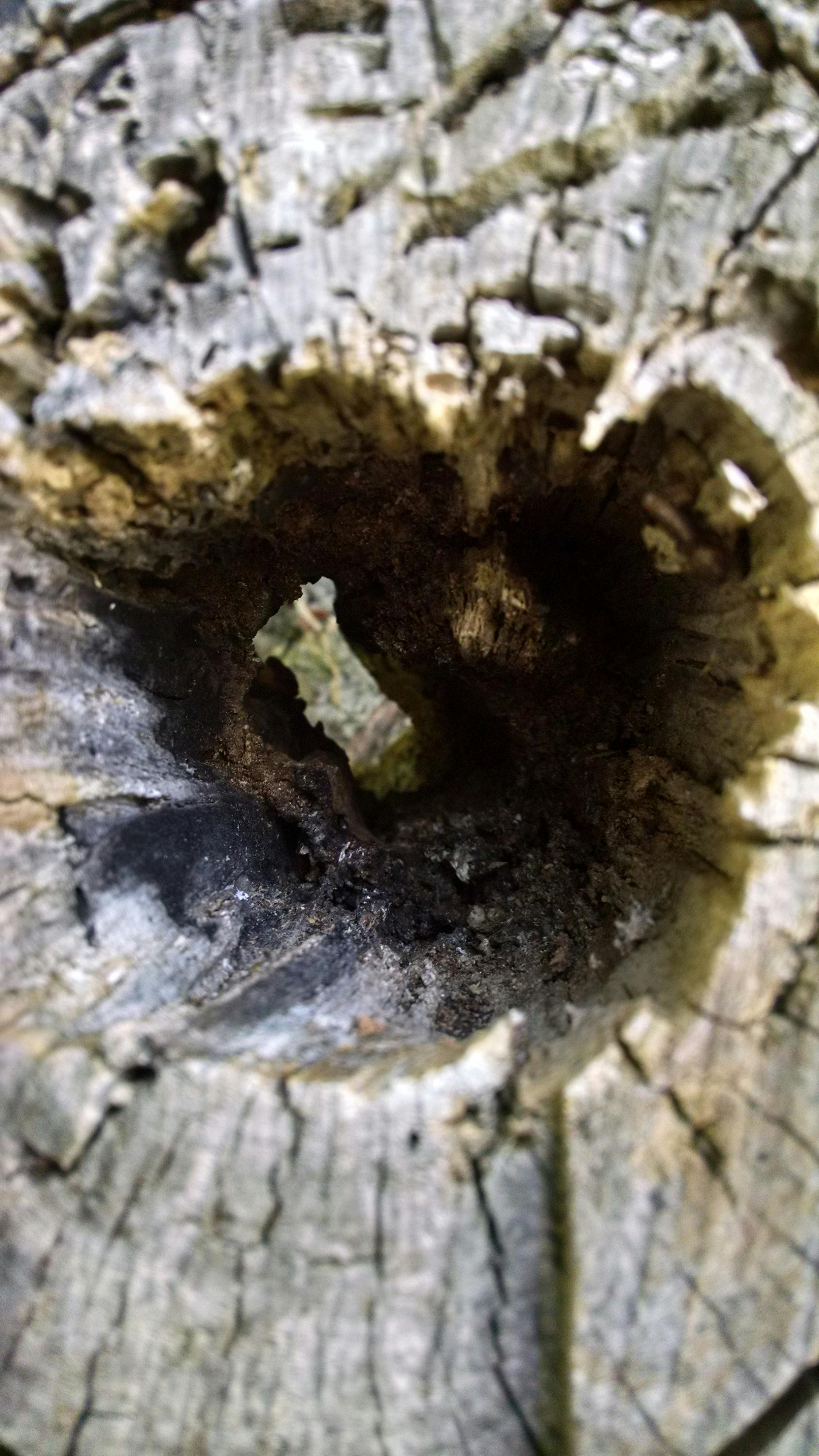 Ancient Egyptian hieroglyphs on a papyrus scroll