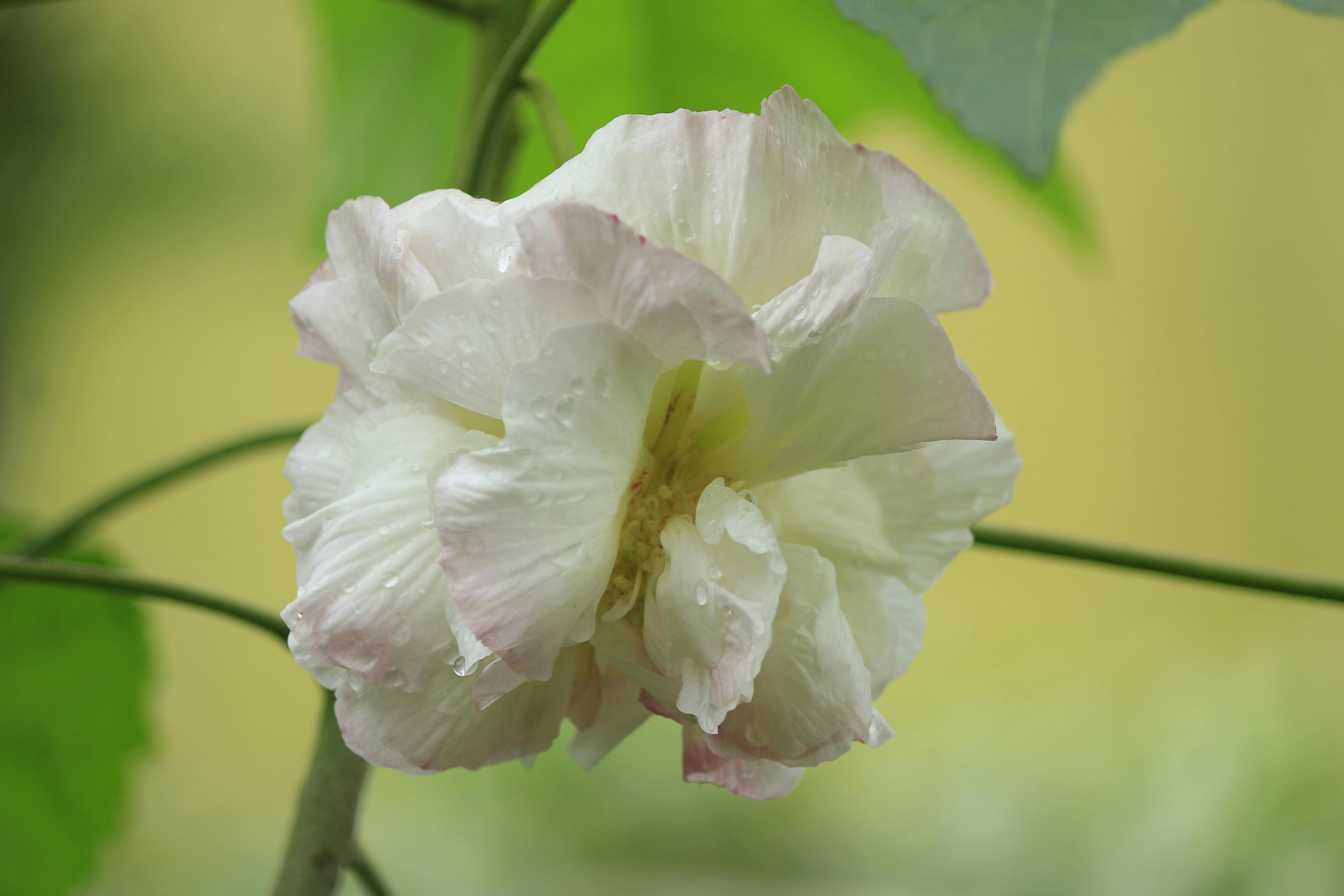 Cookies and Biscuits
