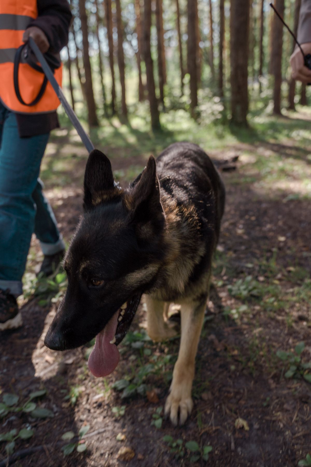German Shepherd on leash walking through pine forest with handler
