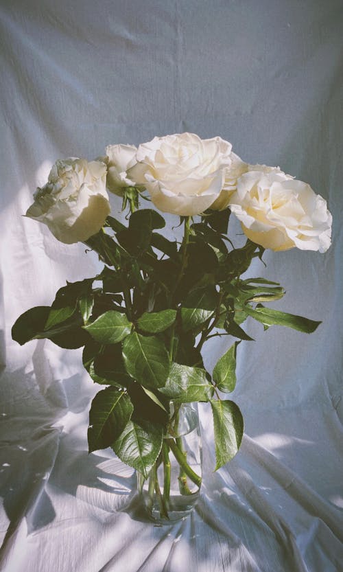 Free White Roses on White Textile Stock Photo