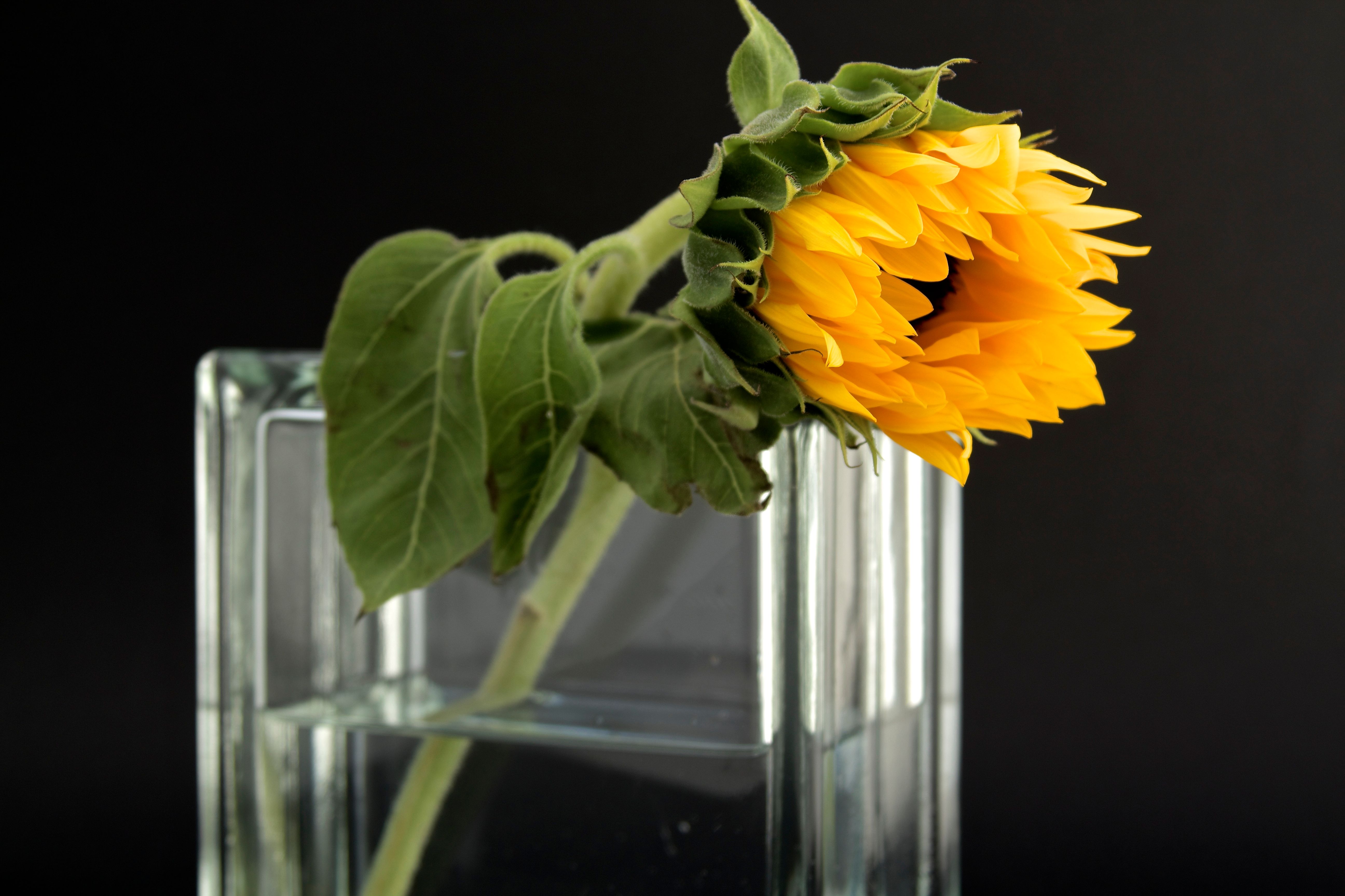 Sunflower in Clear Glass Vase With Water · Free Stock Photo