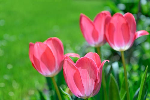 Gratis stockfoto met begroeiing, binnenlandse bloemen, blad Stockfoto