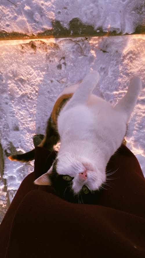Free Darmowe zdjęcie z galerii z kot, kotek, pionowy strzał Stock Photo