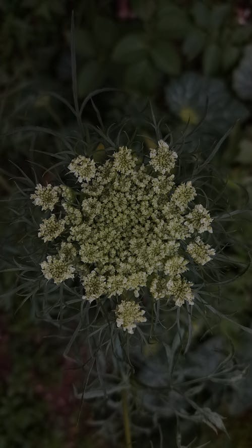 Kostenloses Stock Foto zu blühende pflanze, dunkelgrüne blätter, weiße blume