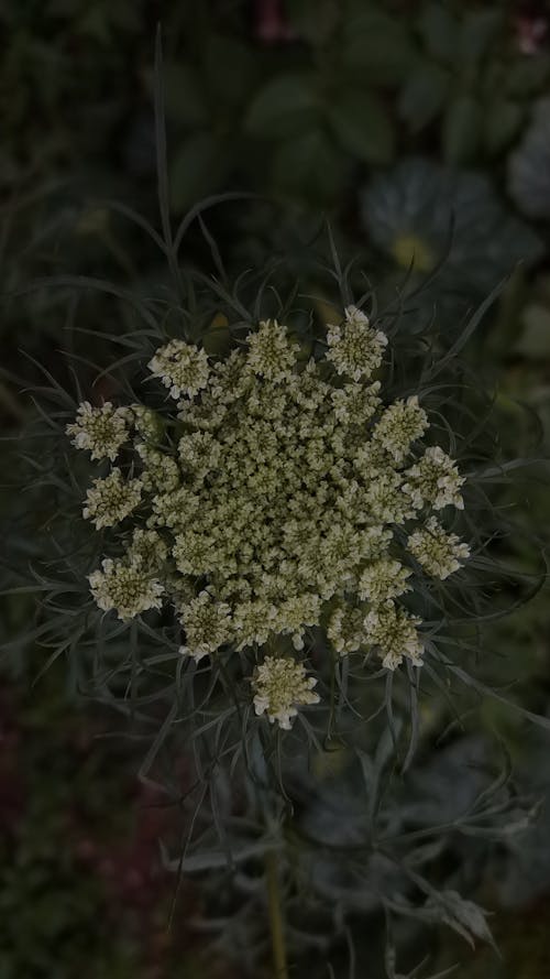 Gratis stockfoto met bloeiende plant, donkergroene bladeren, witte bloem