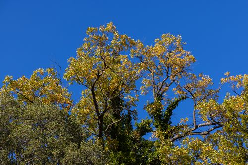 Free A vibrant scene of tree branches with golden leaves set against a clear blue sky, capturing a beautiful autumn day. Stock Photo