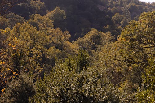 Green Trees on the Mountain