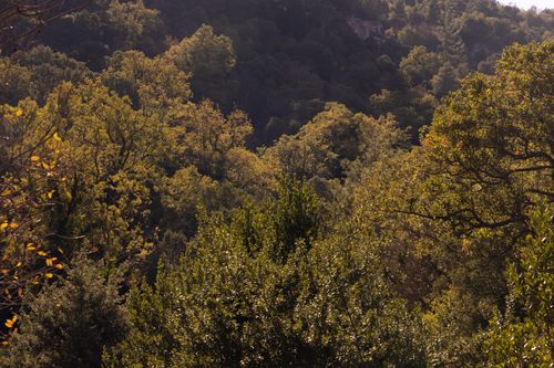 Free Sunlit forest canopy showcasing diverse green foliage in a serene rural setting. Stock Photo