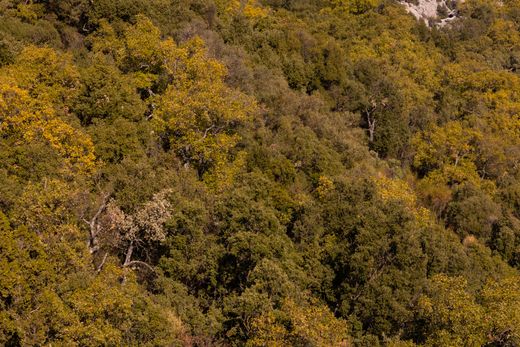 Aerial view of a dense forest canopy