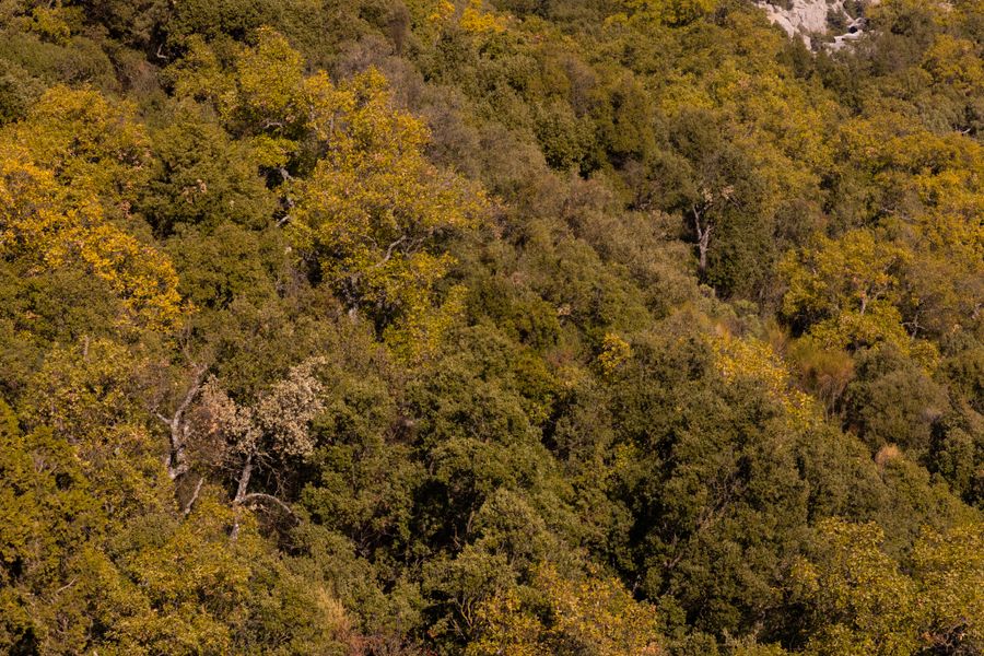Aerial view of dense forest canopy in autumn colours