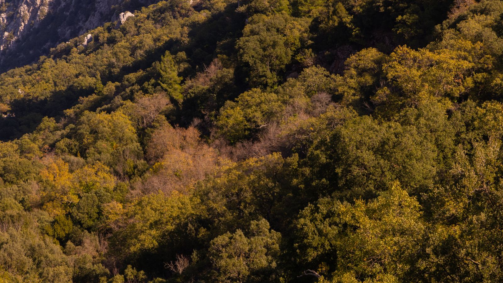 Drone shot of green trees in the forest, Djibouti