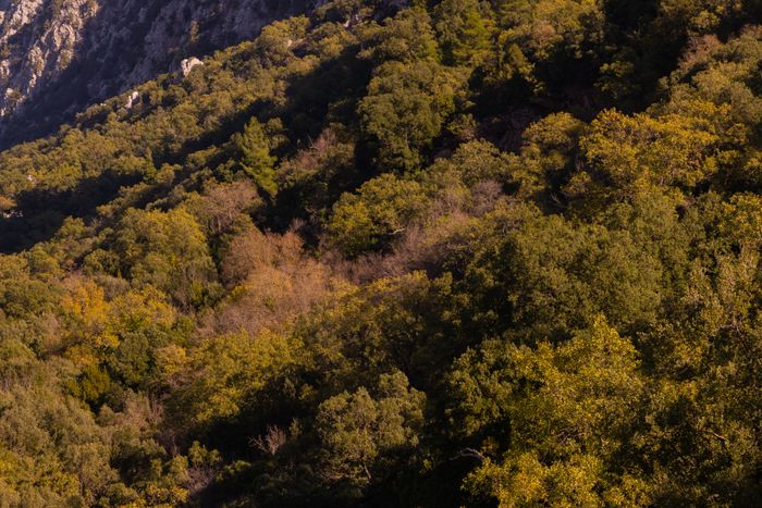 Elevated view of a dense sunlit forest