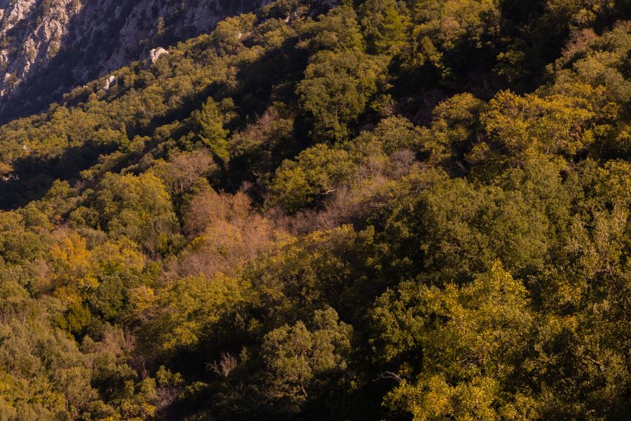 Elevated aerial view of a dense sunlit forest