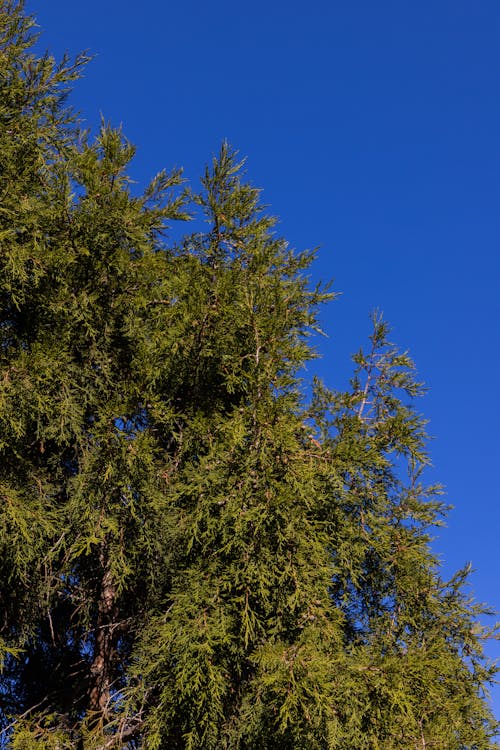 Green Tree Under Blue Sky