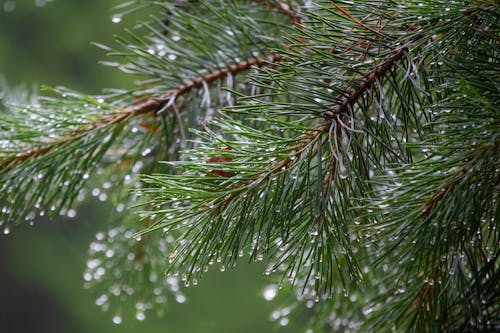 무료 가문비, 녹색, 빗방울의 무료 스톡 사진