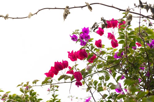 Beautiful Red and Purple Flowers of Bougainvilleas