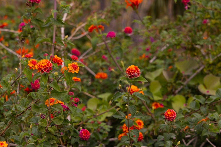 Lantana Camara Flowers In Bloom 