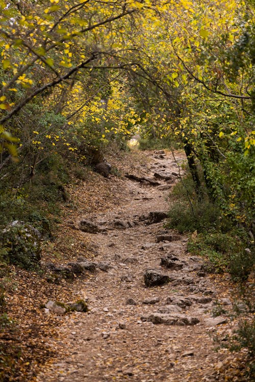 Fotos de stock gratuitas de al aire libre, arboles, bosque