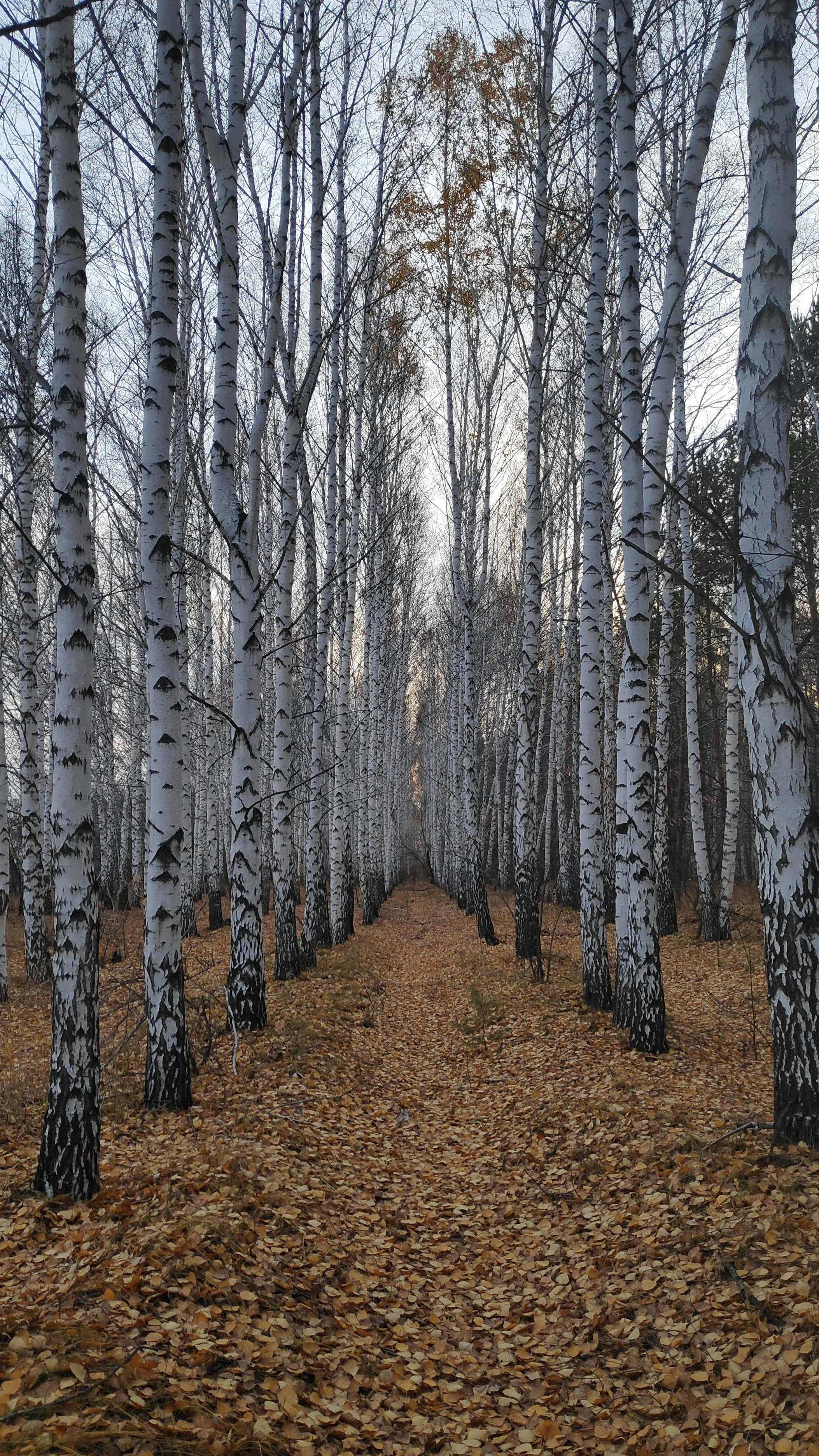 559,752 Birch Tree Royalty-Free Images, Stock Photos & Pictures