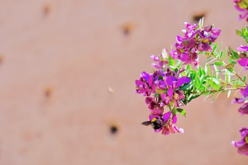 Gratis arkivbilde med bie, blad, blomst Arkivbilde
