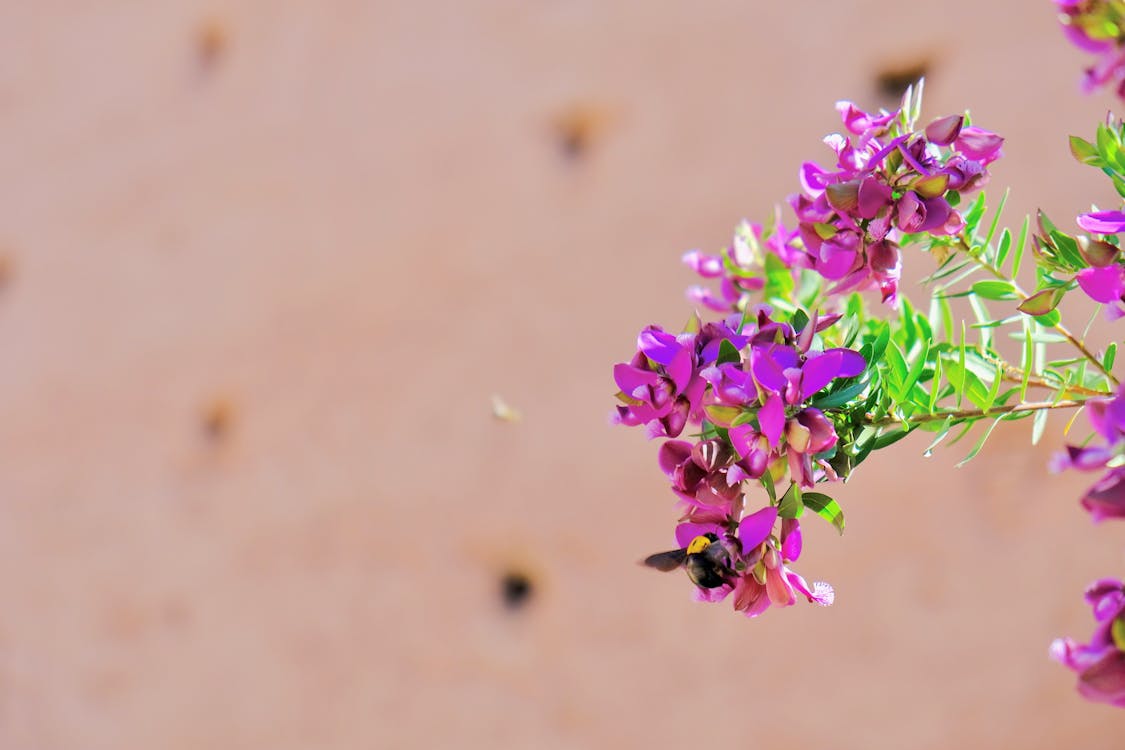 Pembe Petaled çiçeklerin Odak Fotoğrafı
