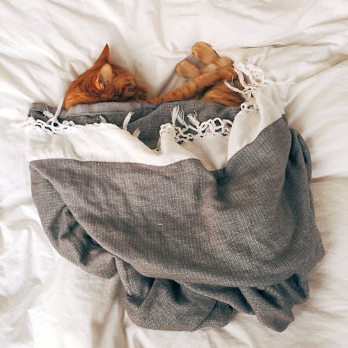 Phot of Orange Tabby Cat Sleeping on White Textile