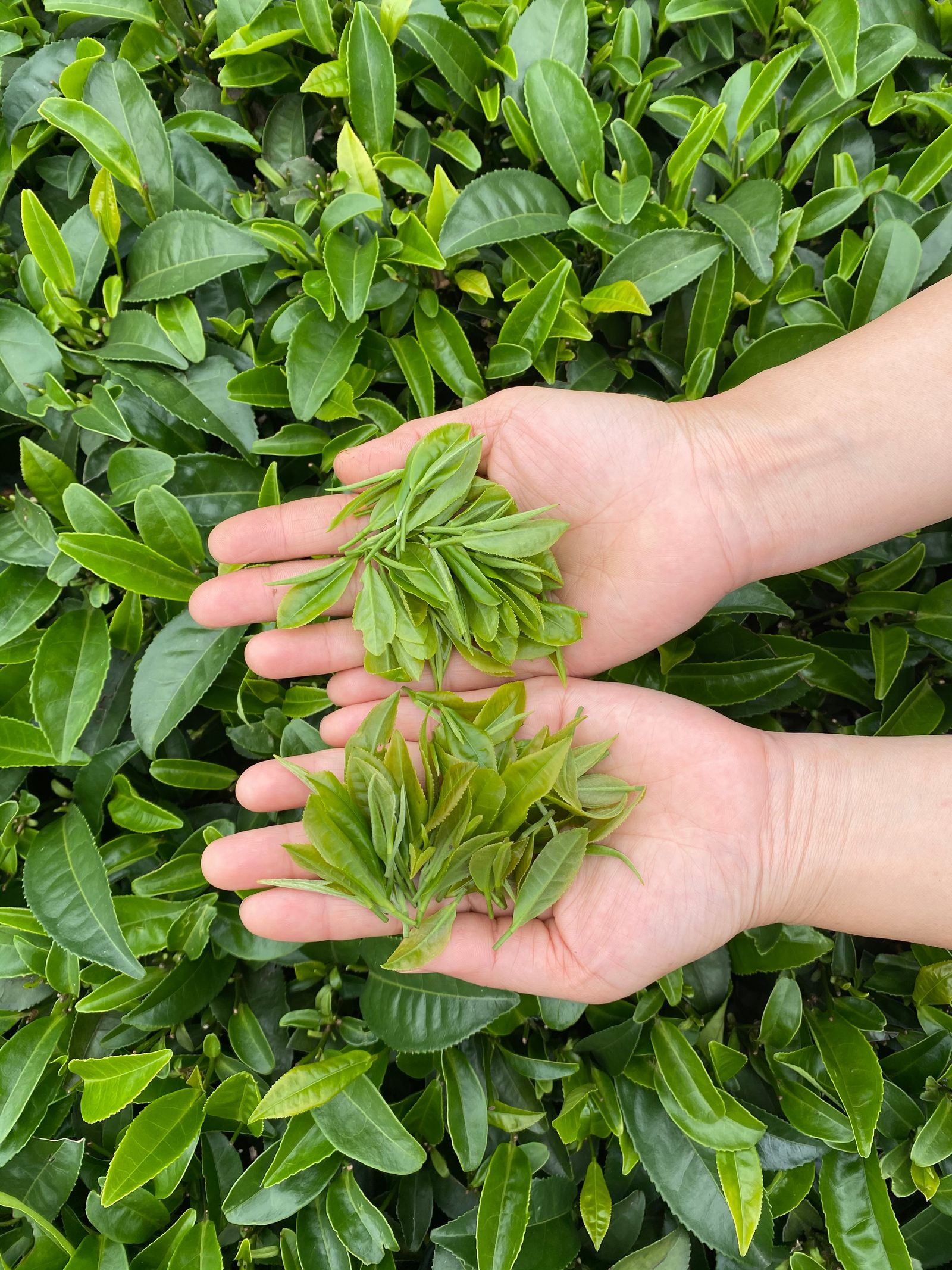 Hands holding freshly picked green tea leaves above dense tea plants