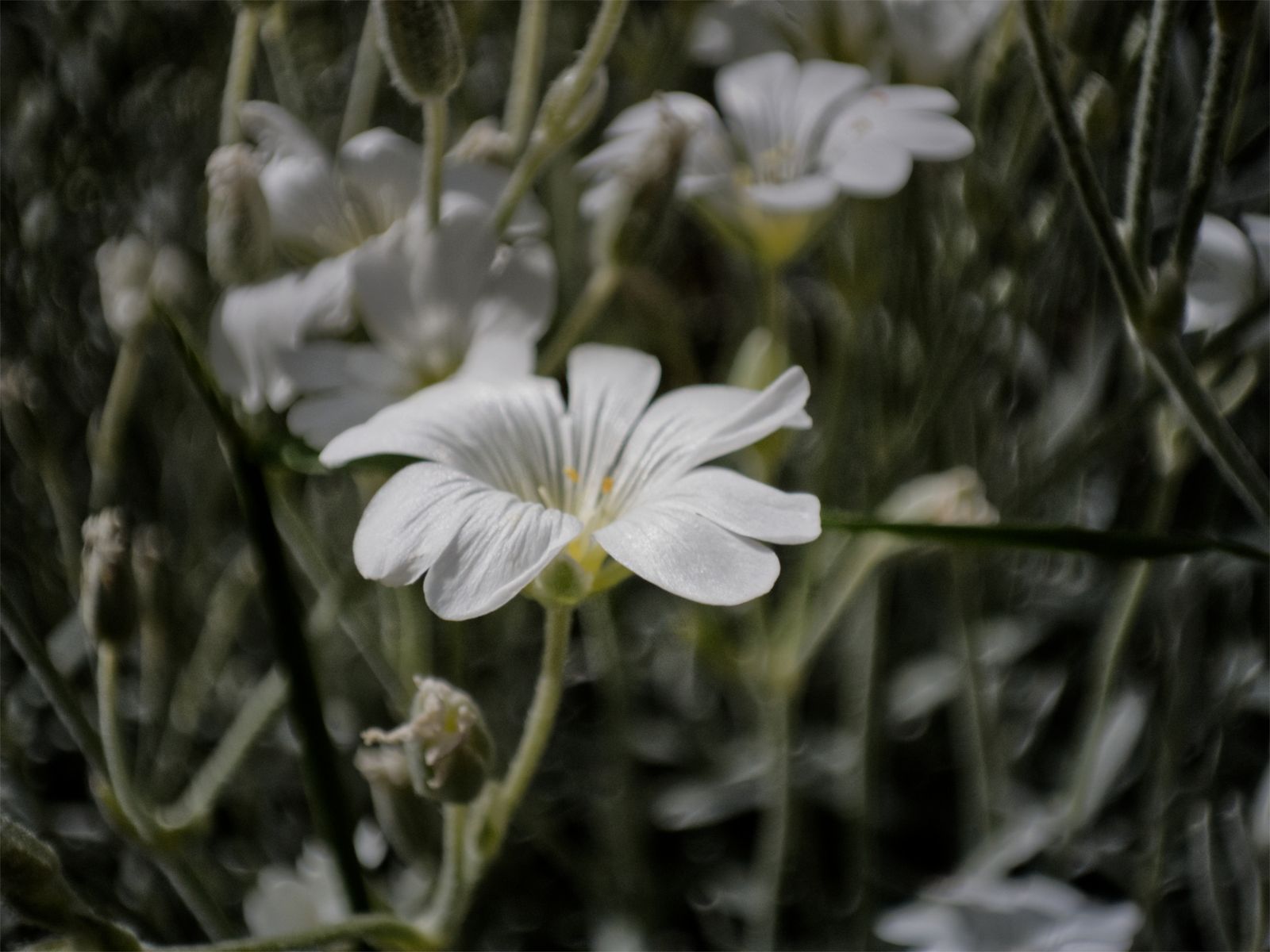 White snow-in-summer flowers in a dark moody close-up