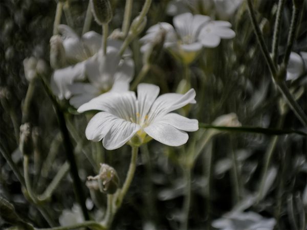 Fleurs blanches de céraiste en gros plan sombre et intimiste
