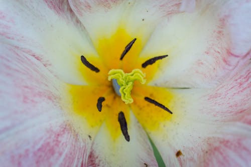 매크로 렌즈 사진에서 노란색과 분홍색 꽃