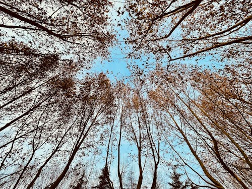 Kostenloses Stock Foto zu bäume, baumkrone, low-angle-shot