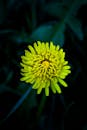 特写镜头下，一朵充满活力的黄色蒲公英花在深绿色背景上绽放，其错综复杂的花瓣清晰可见