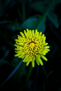 特写镜头下，一朵充满活力的黄色蒲公英花在深绿色背景上绽放，其错综复杂的花瓣清晰可见