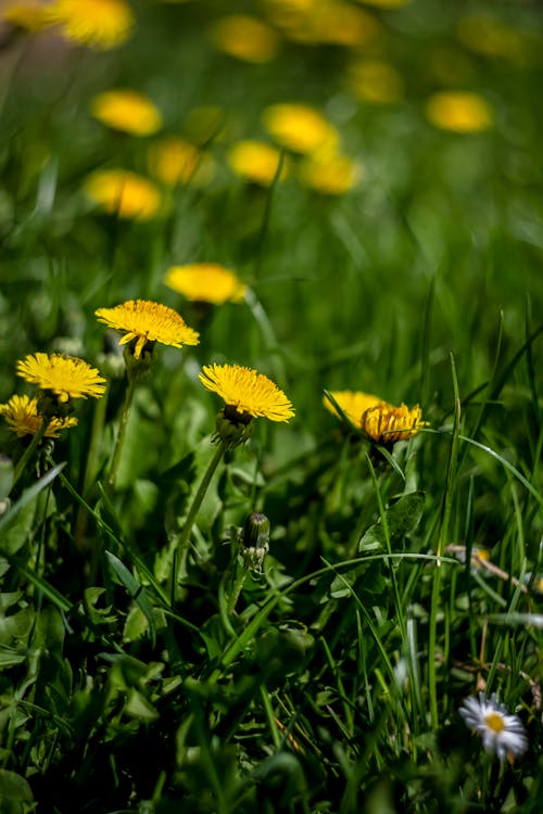Free Yellow Flowers in Tilt Shift Lens Stock Photo
