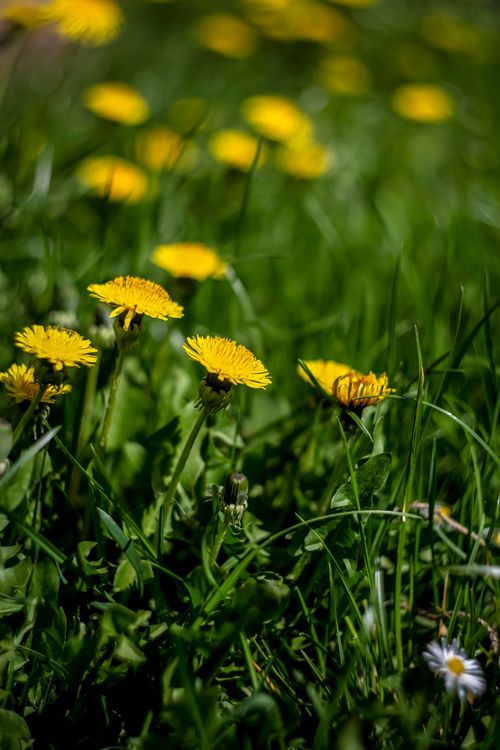 Free Bright yellow dandelions blooming vividly amidst lush green grass on a sunny day. Stock Photo