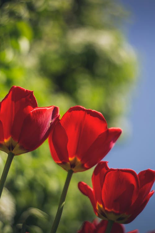 Czerwone Tulipany W Rozkwicie