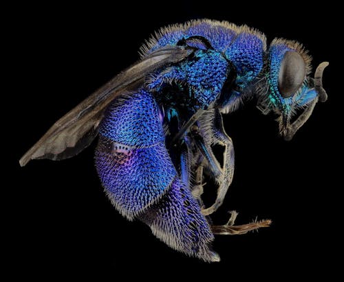 Mavi Ve Siyah Uçan Böcekler