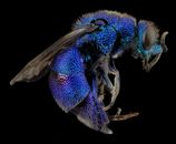 Blue and Black Flying Insects