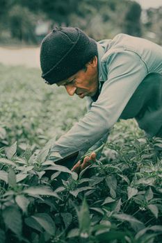 Close-up of a farmer in Sri Lanka picking green plants in a lush field, showcasing traditional agriculture.