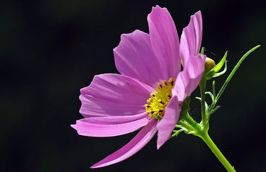 Pink Petaled Flower