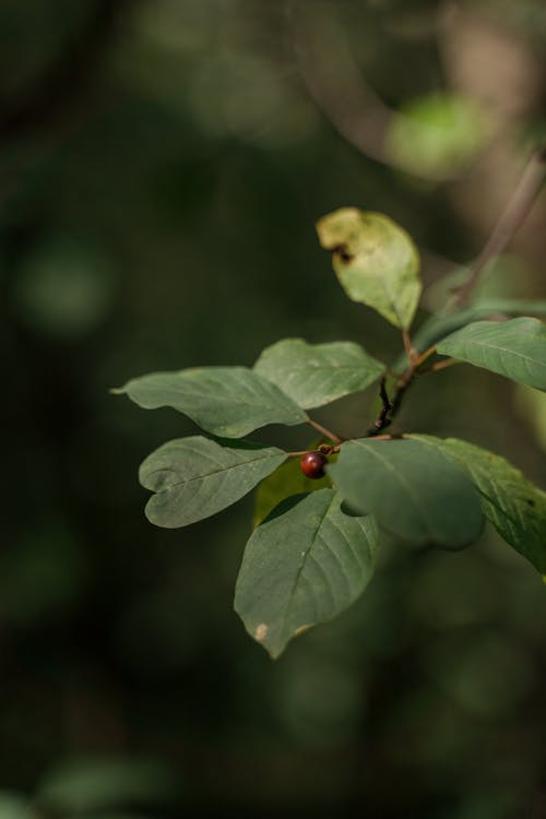 Gratis arkivbilde med blad, gren, nærbilde