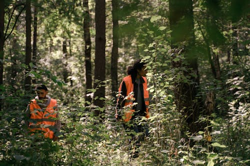 Foto stok gratis berjalan, fokus selektif, hutan