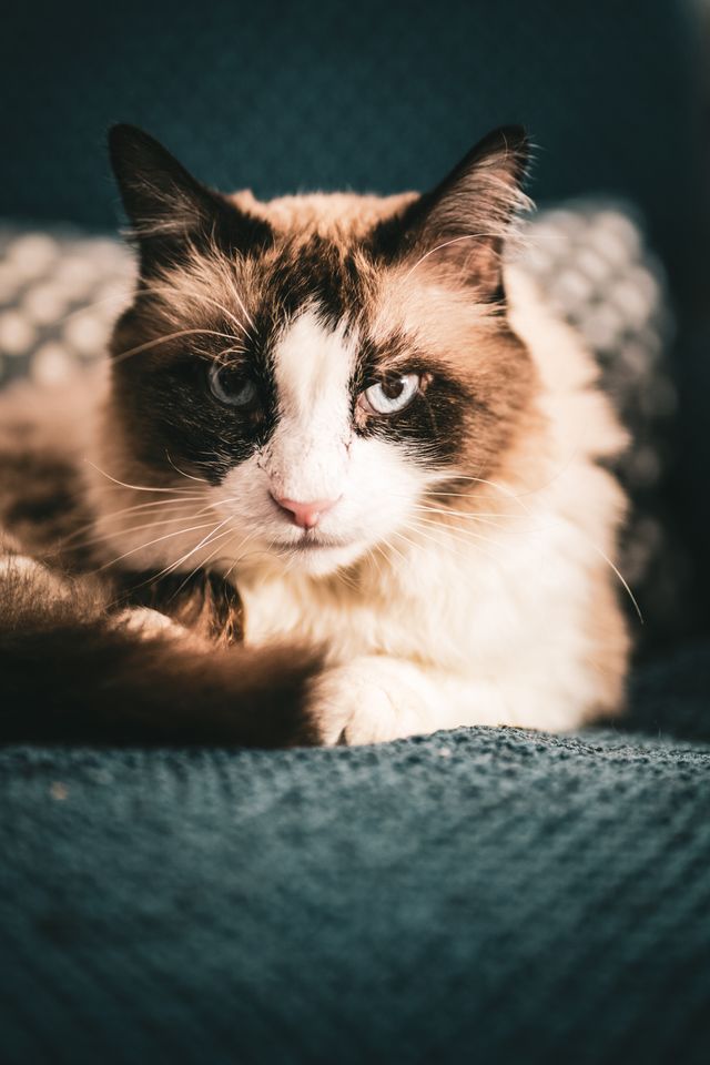 An expressive pointed cat in close up, the family resemblance question